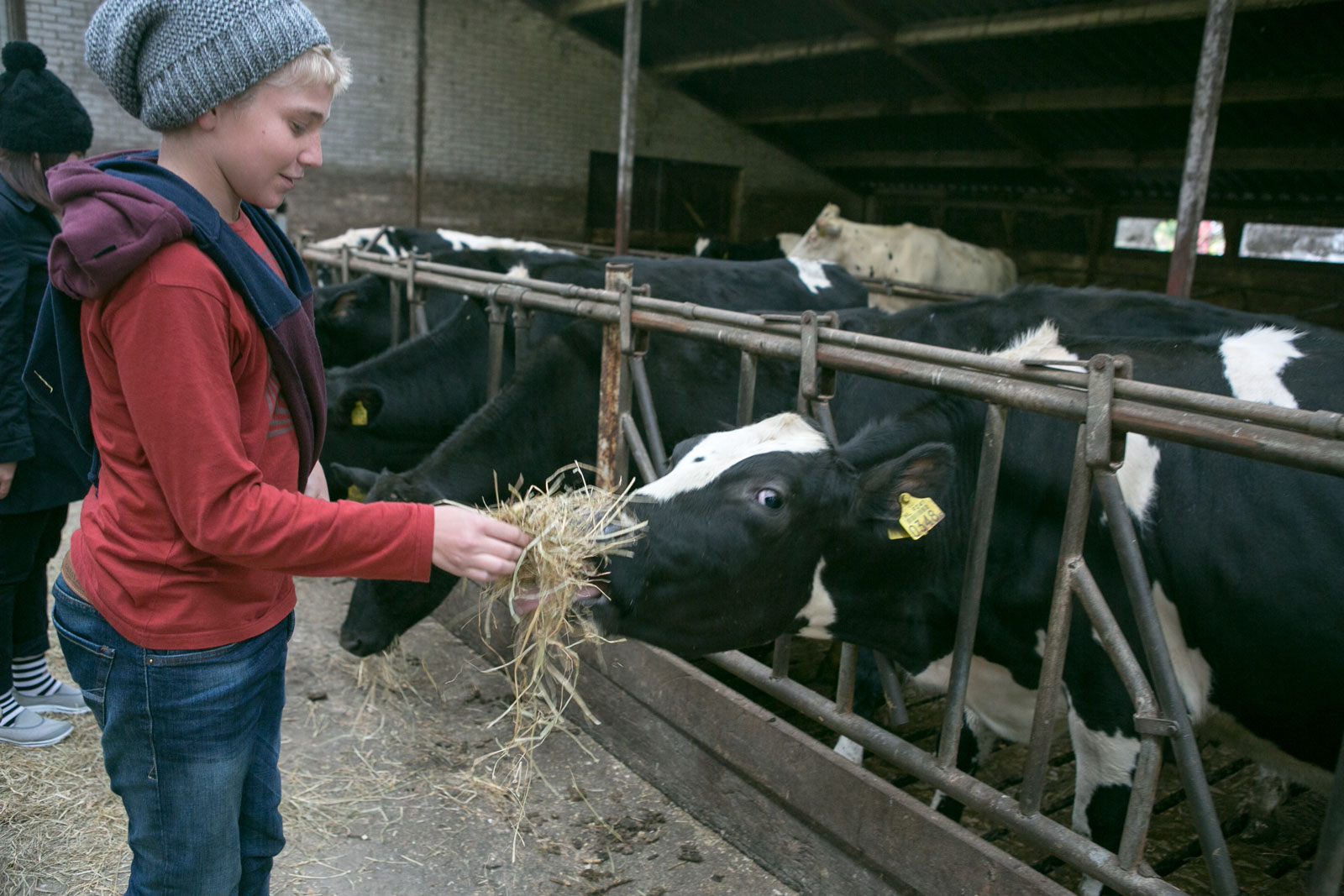 Cow Eating