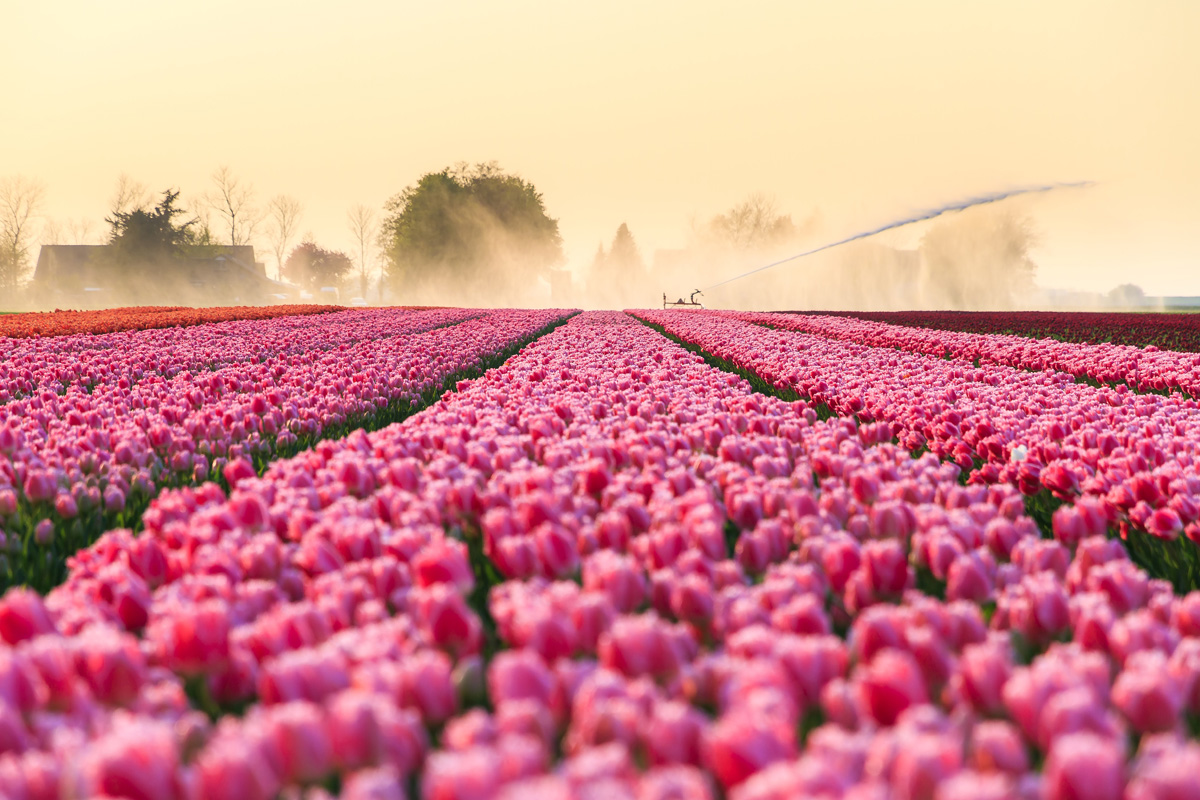 Tulip Time and the Keukenhof Tulip Festival in the Netherlands
