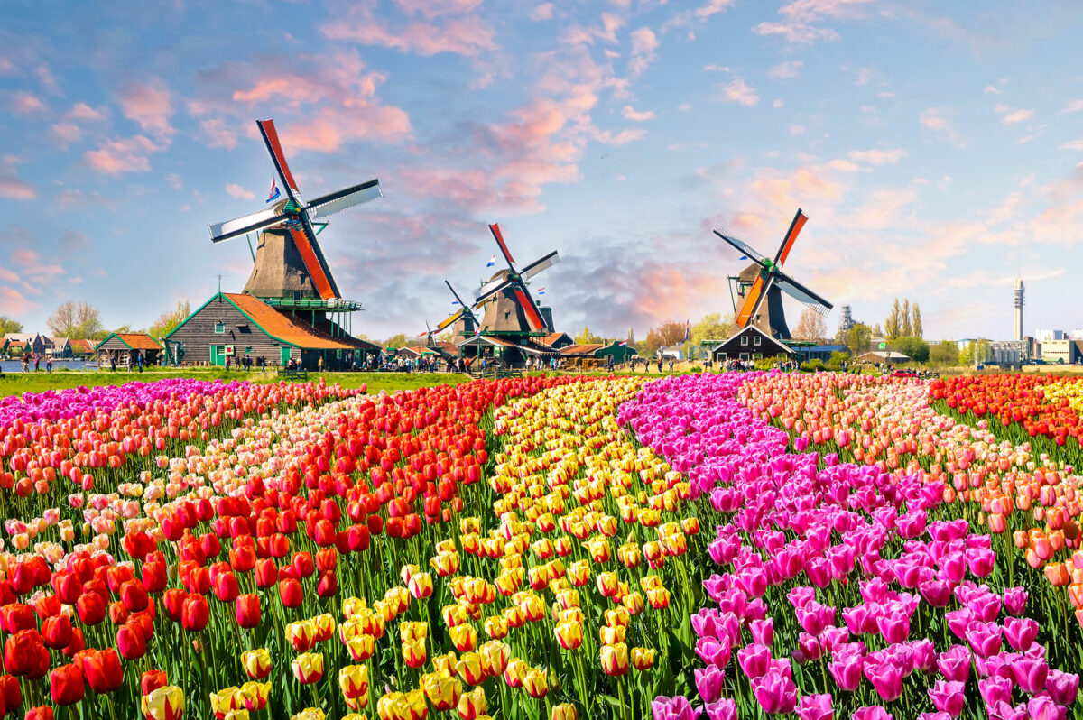 windmills and tulip field in netherlands - tour to amsterdam