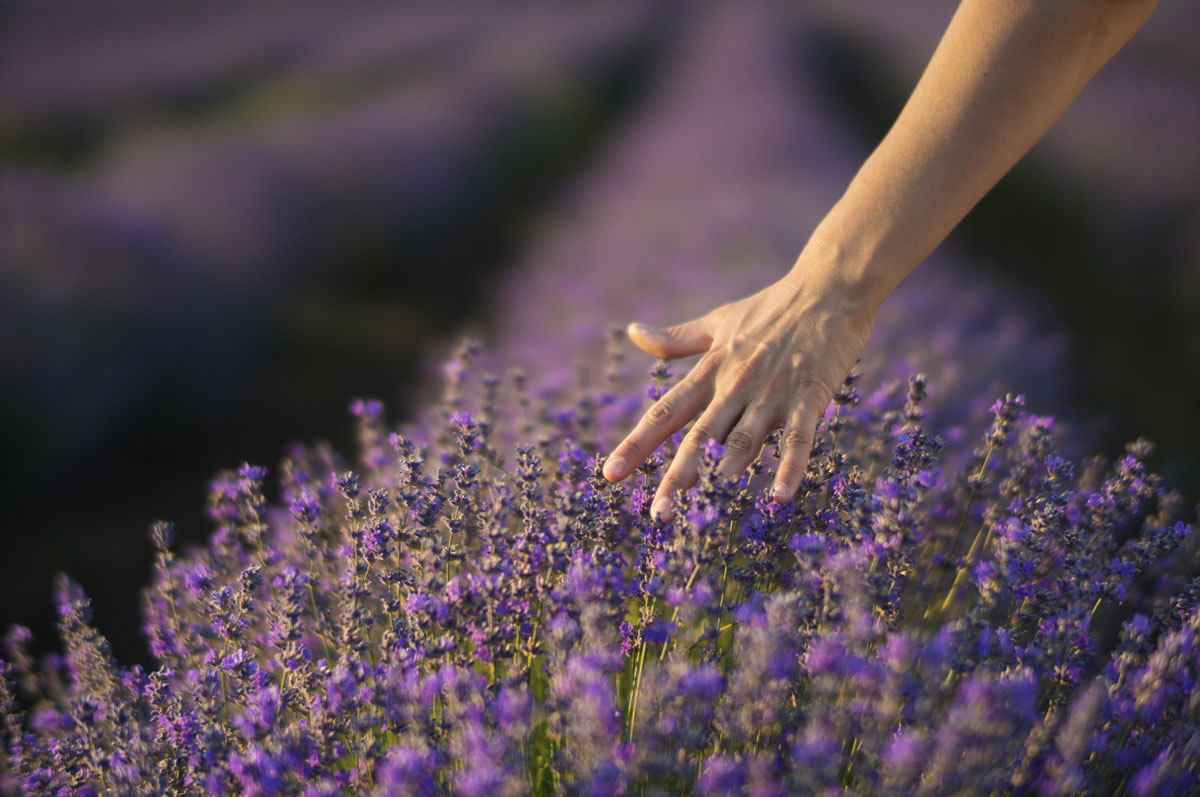 Lavendar fields in the south of France