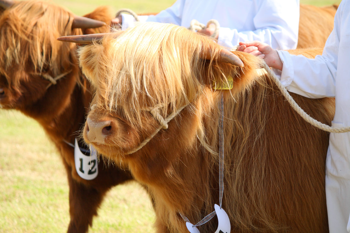 Two highland cows at the Royal Highland Show in Scotland