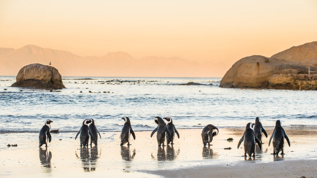 african penguins - boulders beach - expat explore