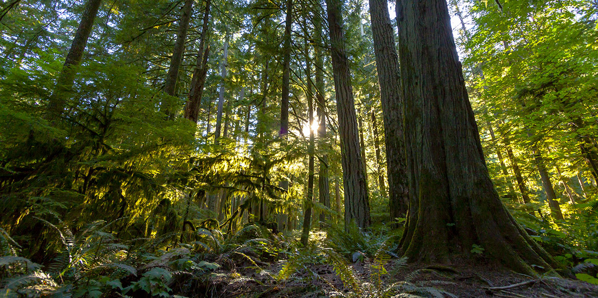 Cathedral Grove Vancouver Island