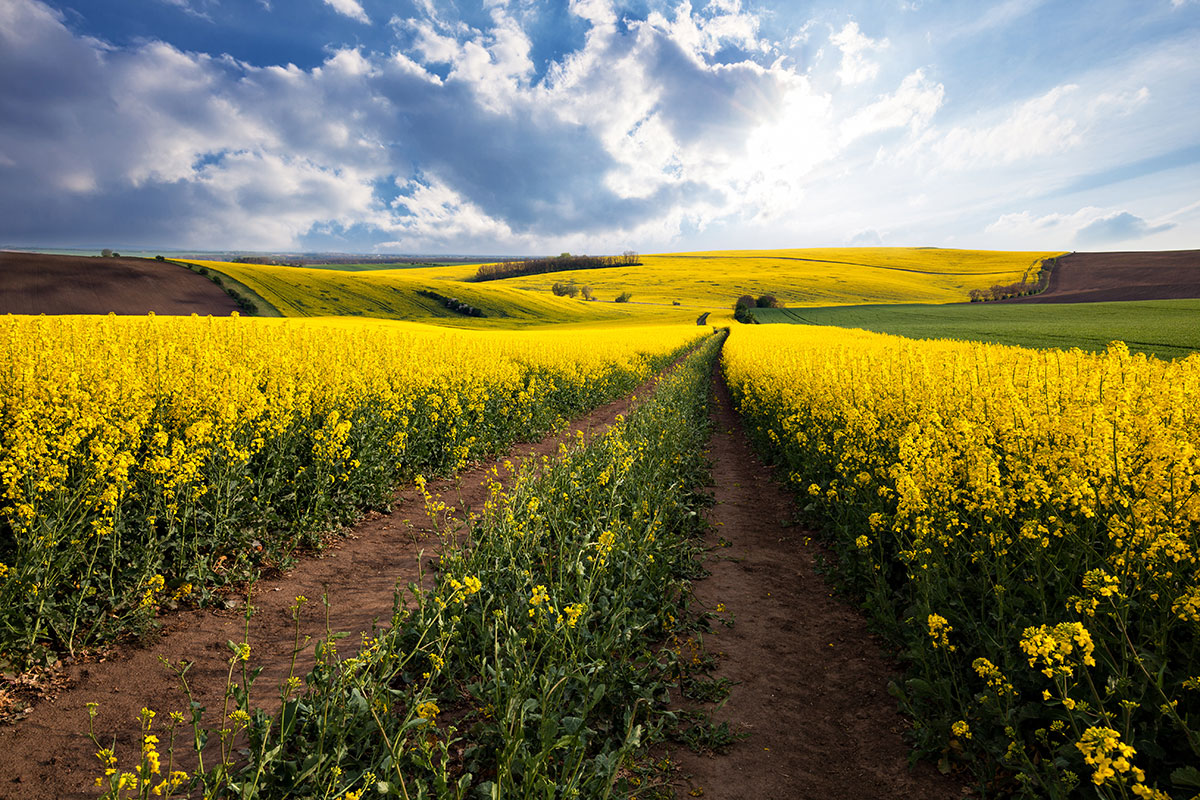 Canola Fields Namaqualand South Africa