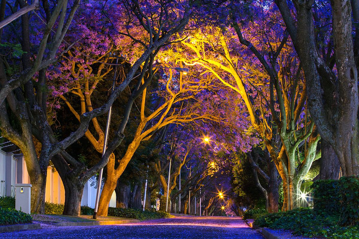 Purple jacaranda trees in bloom arching over a lamplit street in Johannesburg