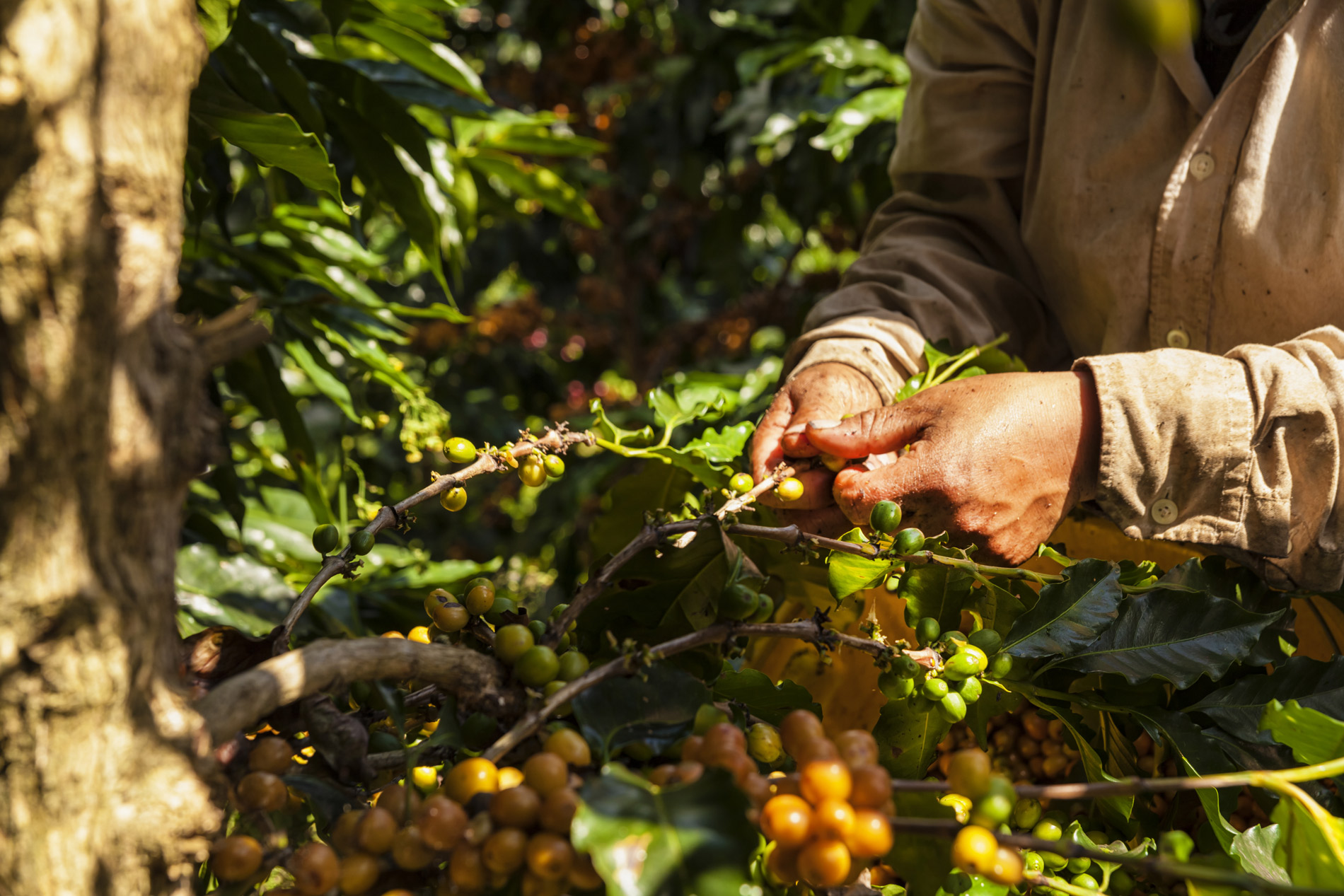 Hands picking ripe coffee cherries from a bush on a farm in Colombia