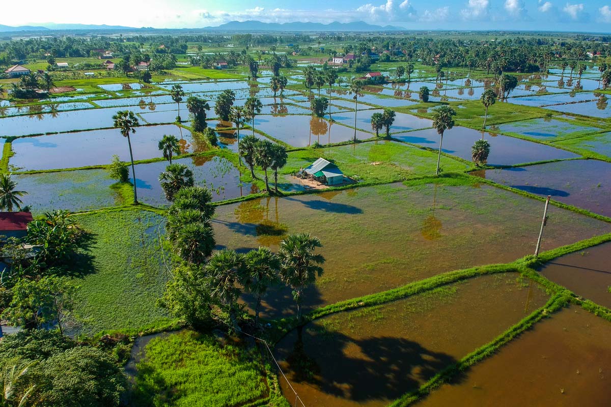 rice fields in Kampot, Cambodia