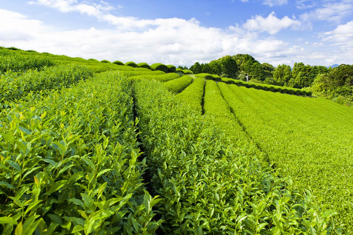 Beautiful fresh green tea plantation at Nihondaira, Shizuoka