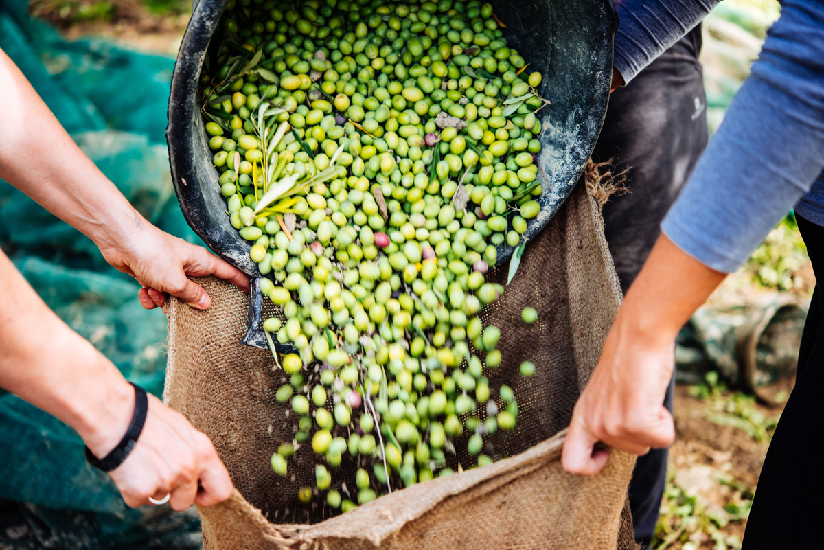 olive oil production