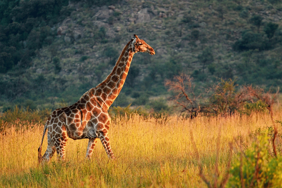 Giraffe walking in Pilanesberg - South Africa