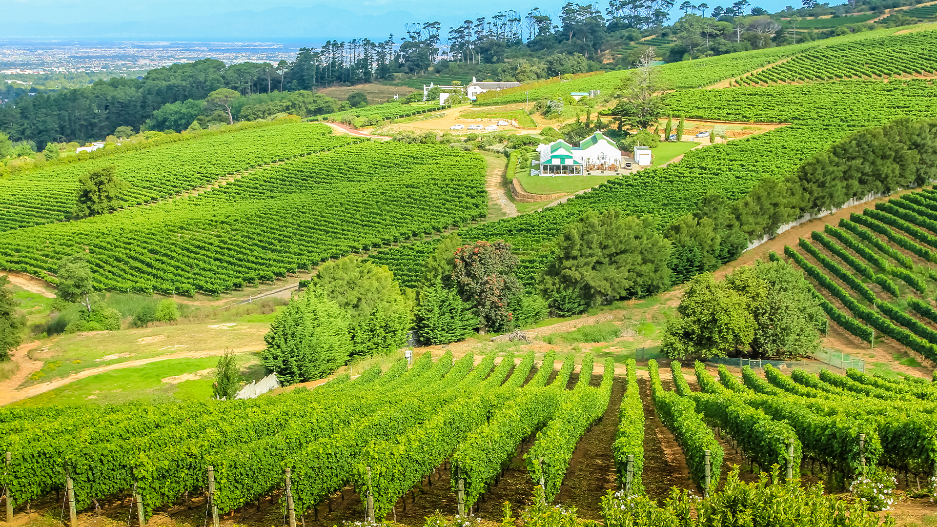 Wine farm