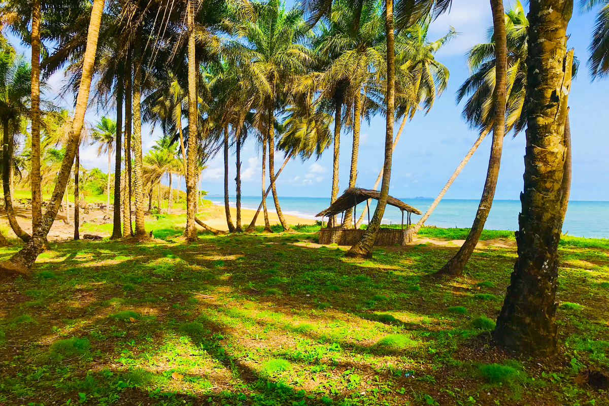 Beach and palm trees in Liberia thanksgiving