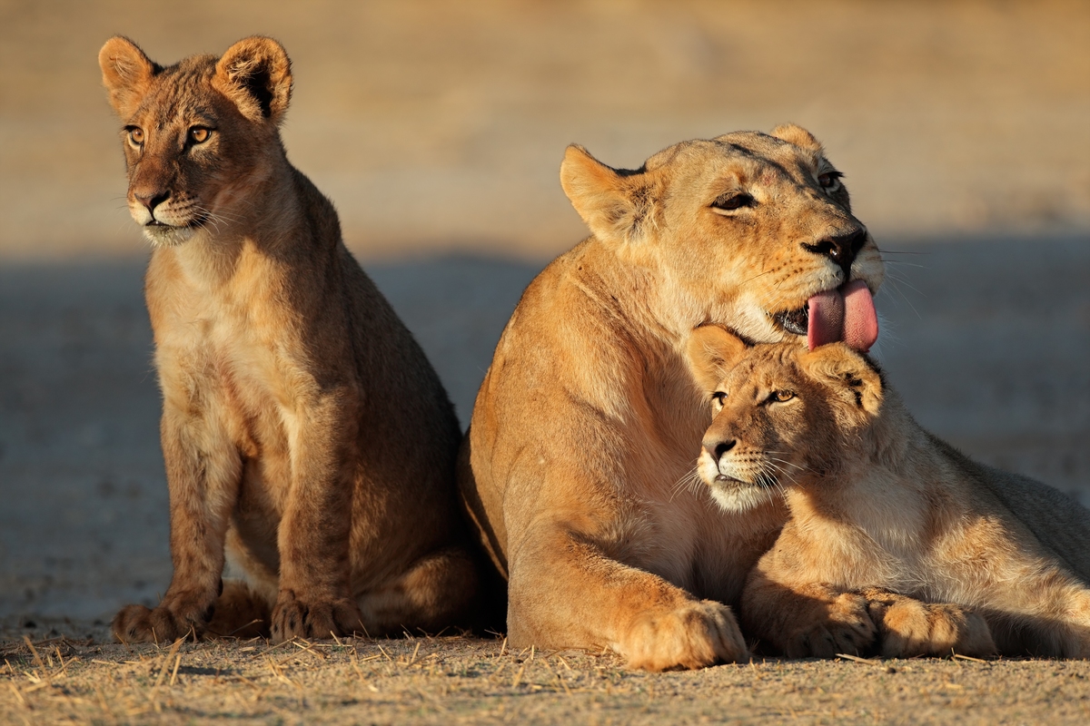 Lioness and cubs seen on safari