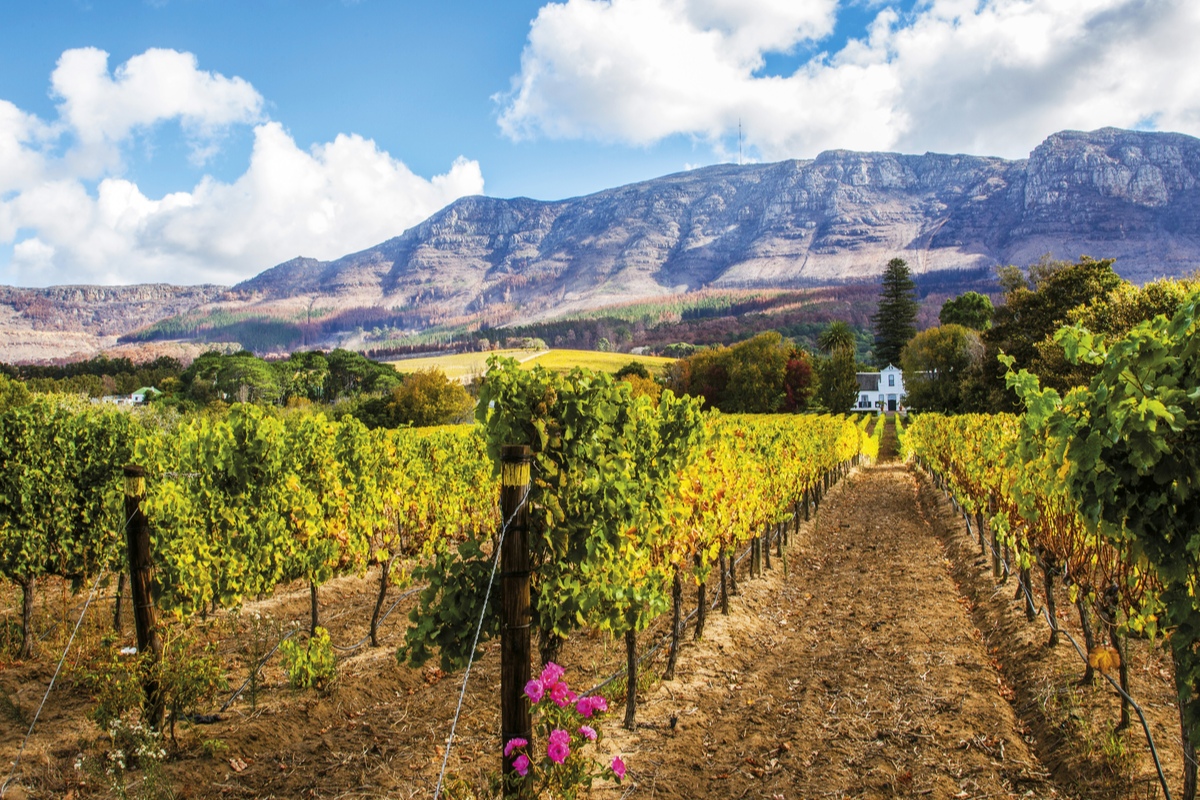 Wine farm in Franschhoek