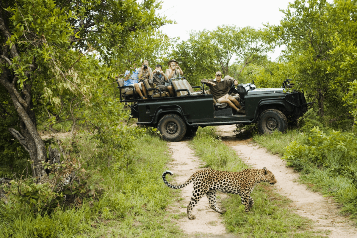 People viewing cheetah on game drive South Africa safari