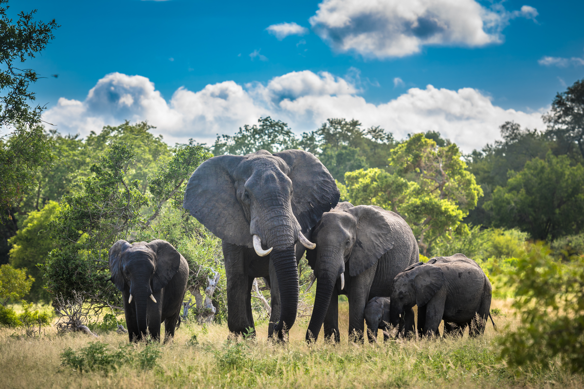 Elephants in Kruger National Park seen on a South African safari