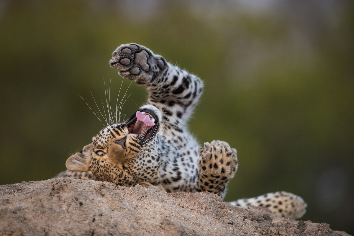 Young leopard yawning seen on south african safari