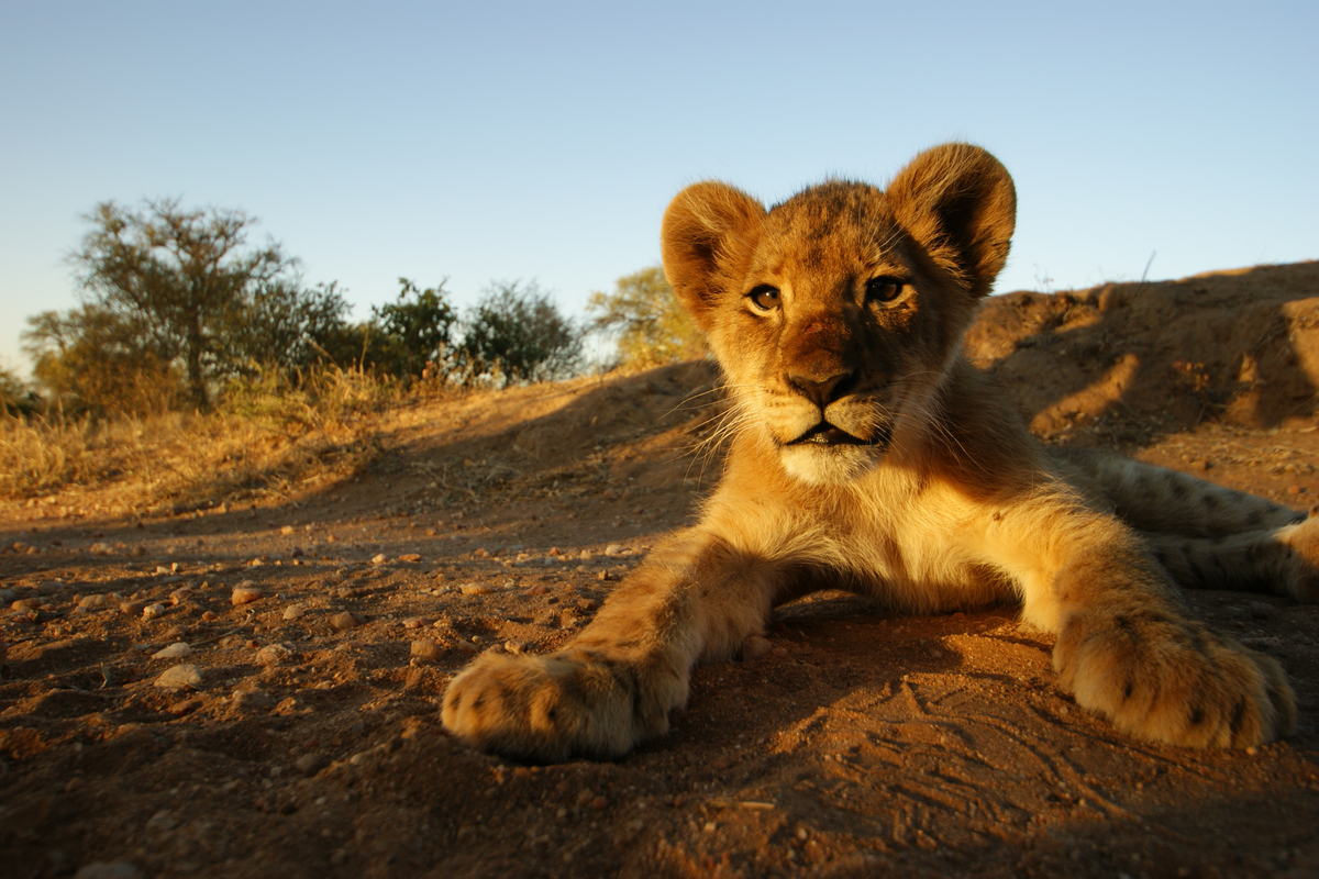 Lion cub South Africa safari