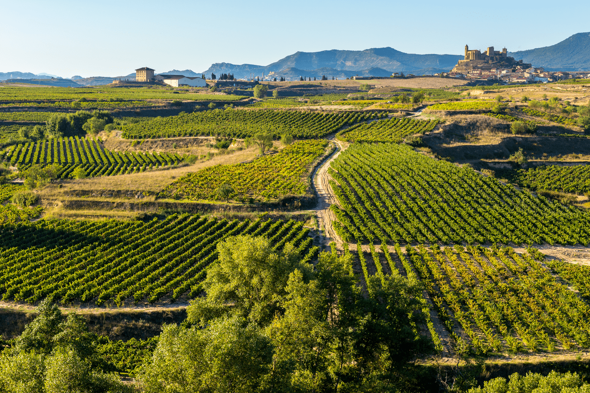 View of vineyards in La Rioja Spain