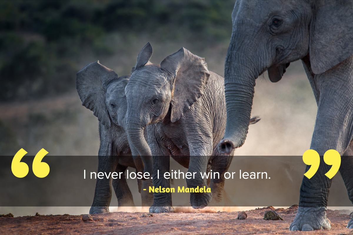 Elephant calves playing and Inspirational quote Nelson Mandela Day