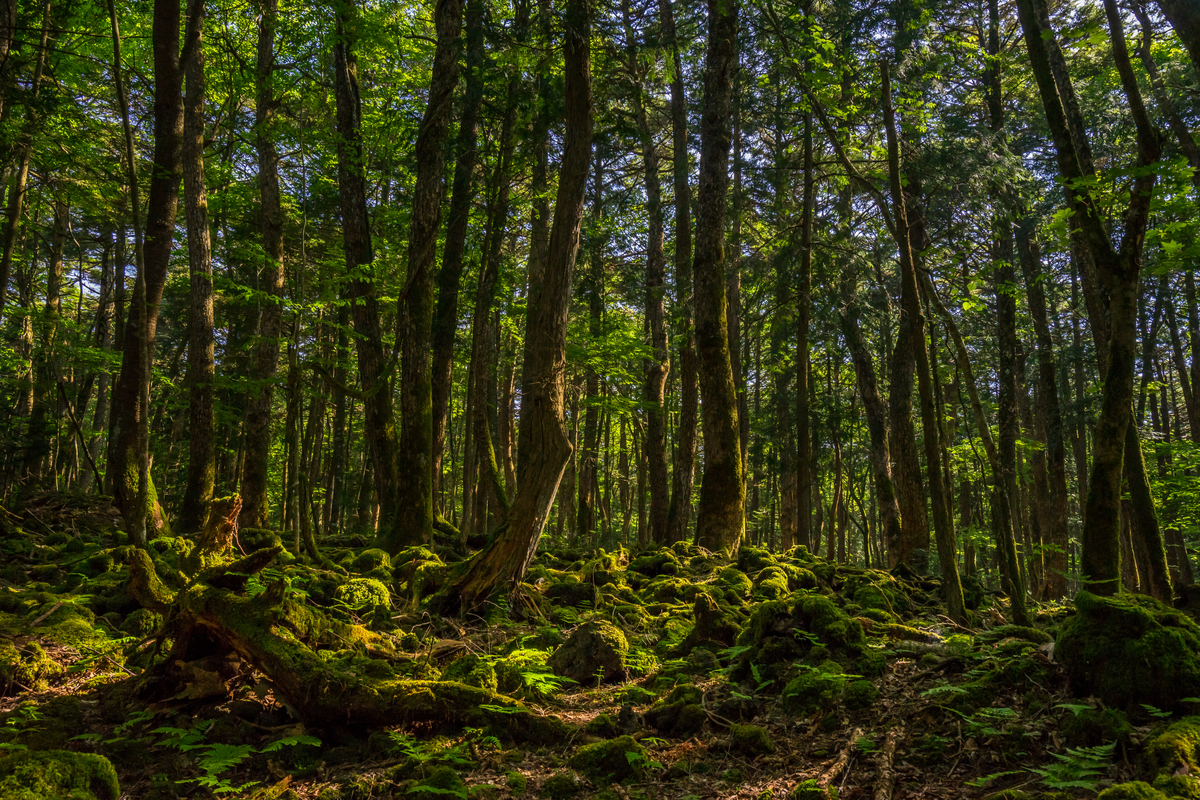 Aokigahara, Japan, Dark Tourist, Travel TV Shows