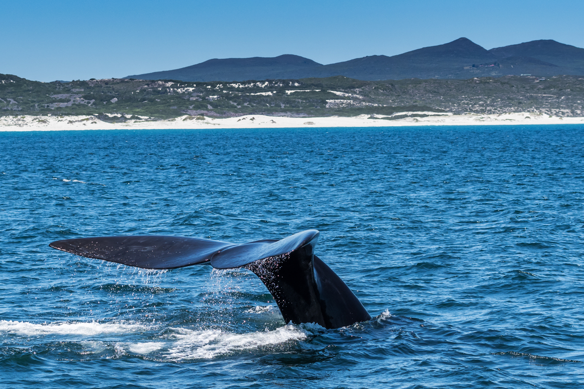 Whale in Hermanus, near Cape Town, South Africa