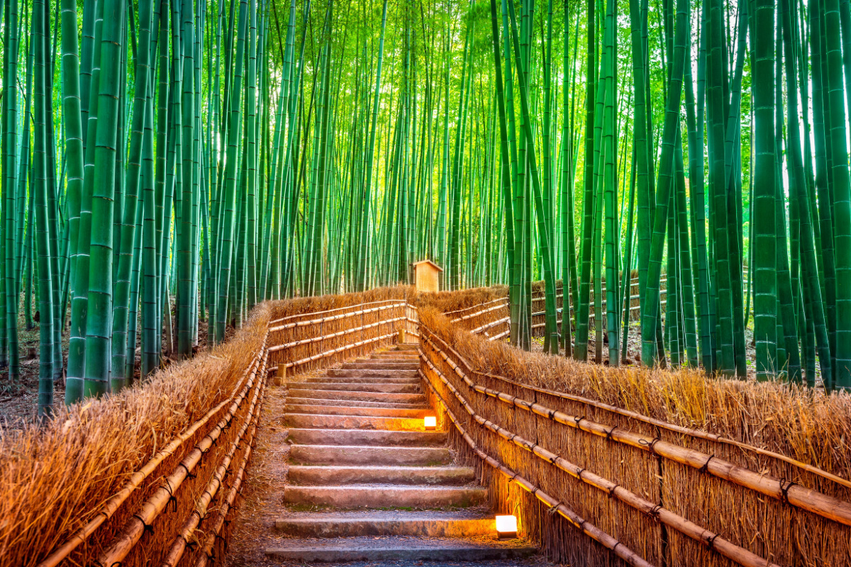 Arashiyama Bamboo Forest