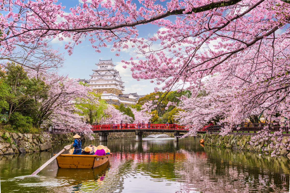 Cherry Blossoms, Japan