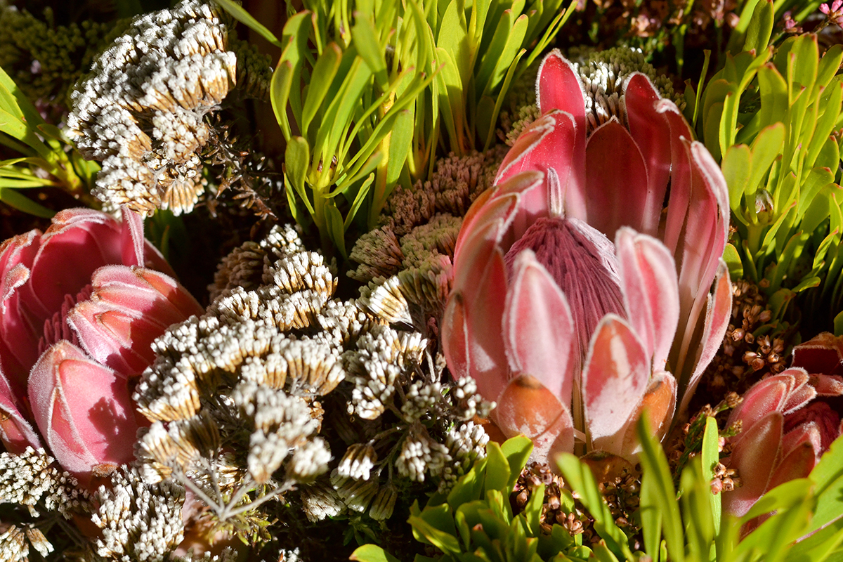 Adderley Street Flower Market, South Africa