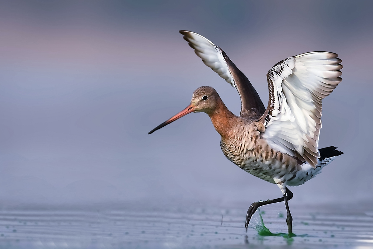 Netherlands national bird