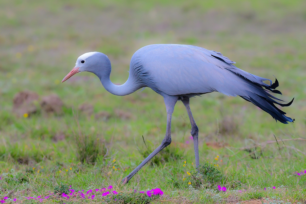 Blue Crane, South Africa - world wildlife day