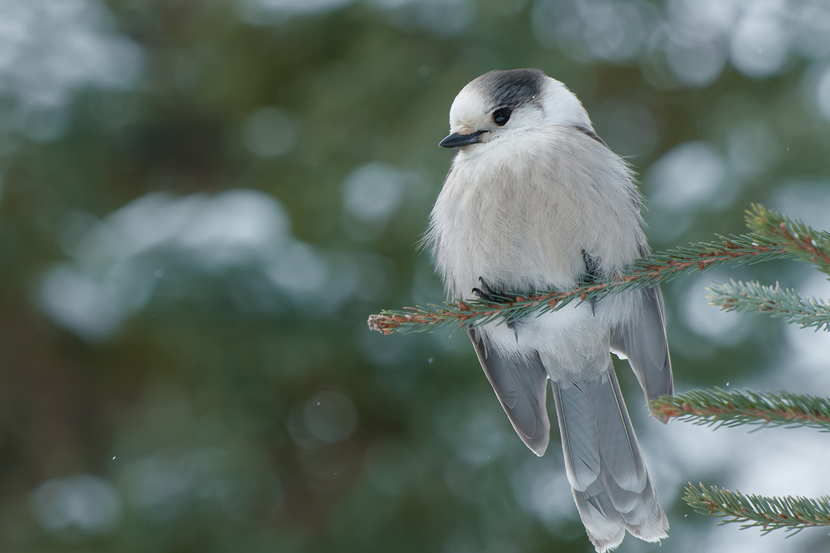 Canada Jay - world wildlife day