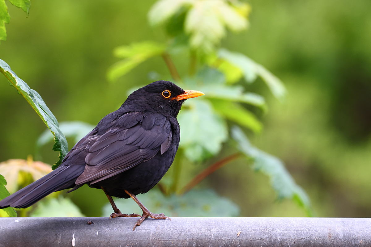 Eurasian blackbird, Sweden - world wildlife day