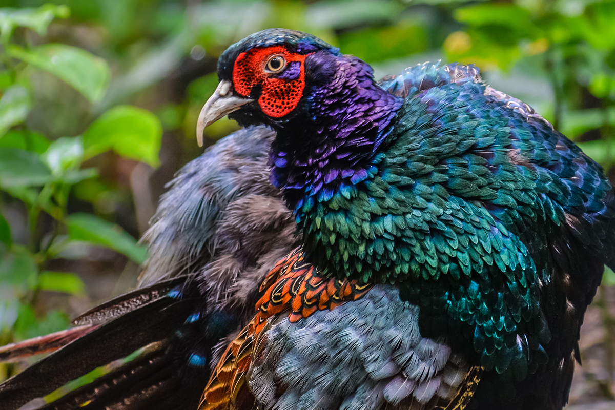 Green Pheasant, National Bird of Japan - world wildlife day