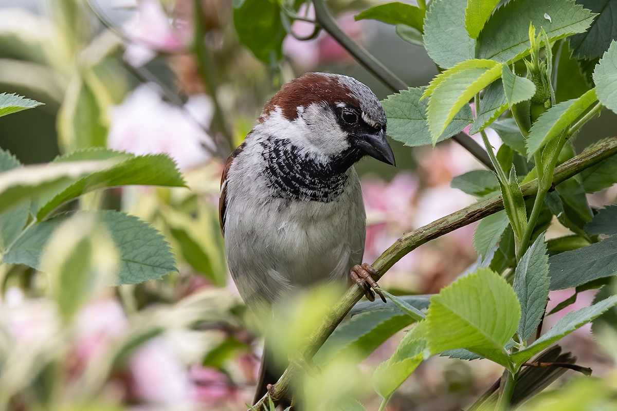 Italian Sparrow - world wildlife day