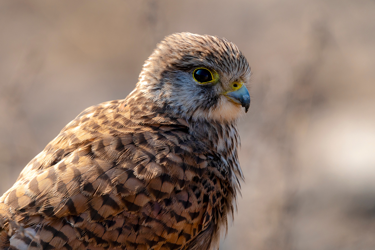 Kestrel, national bird of Belgium