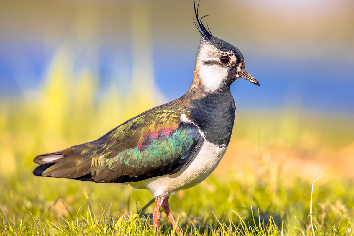 Irish lapwing