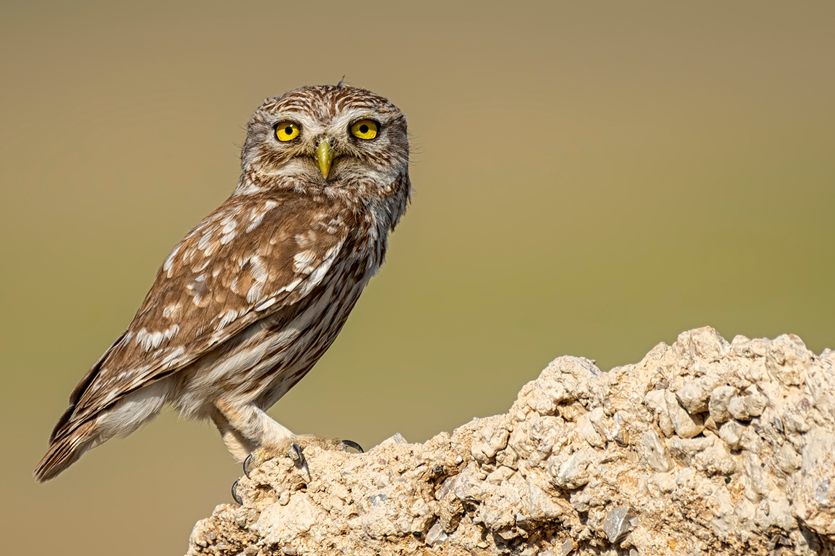 Greek national bird - world wildlife day