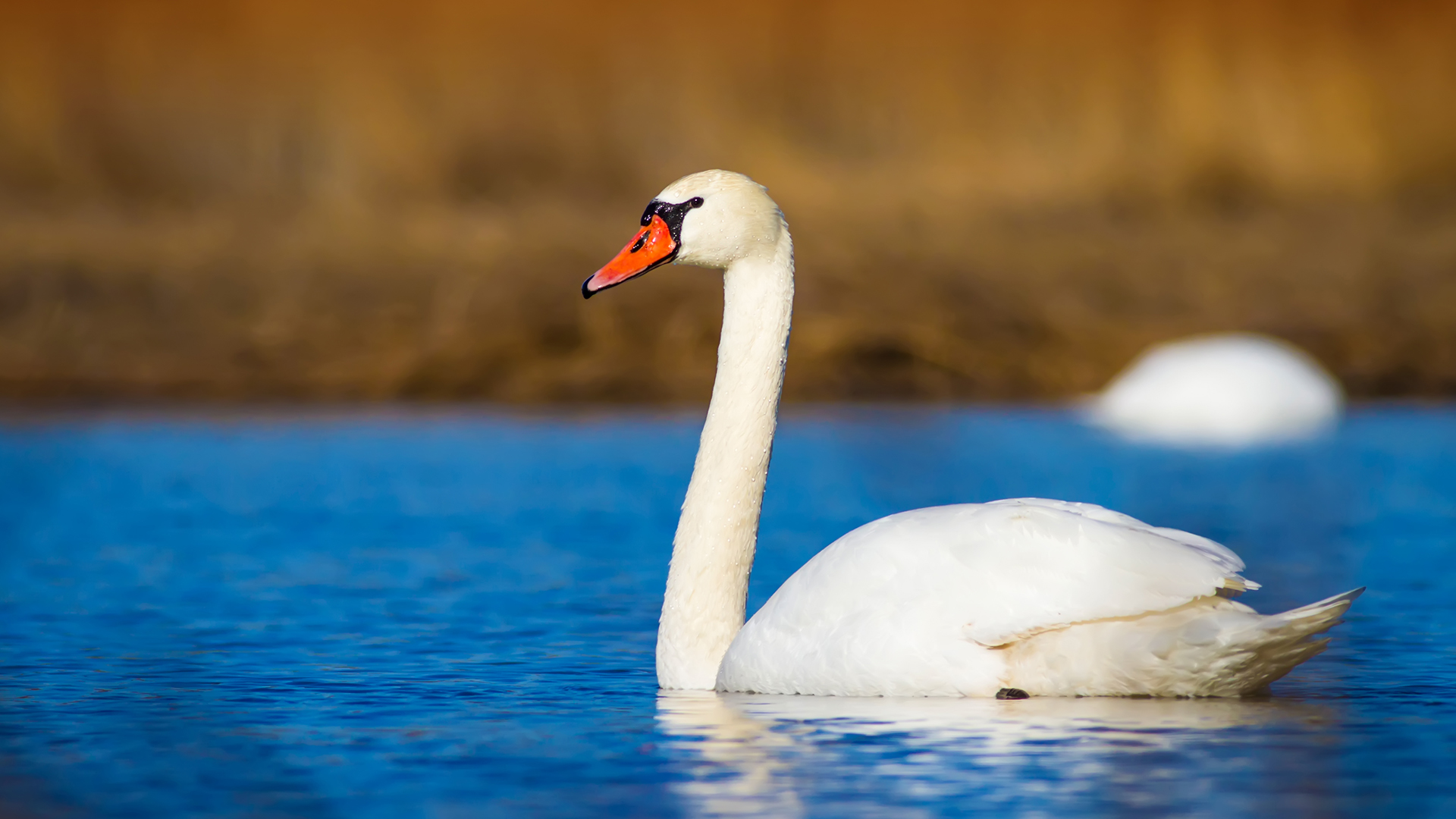 Mute swan, Denmark's national bird, swimming on a blue lake