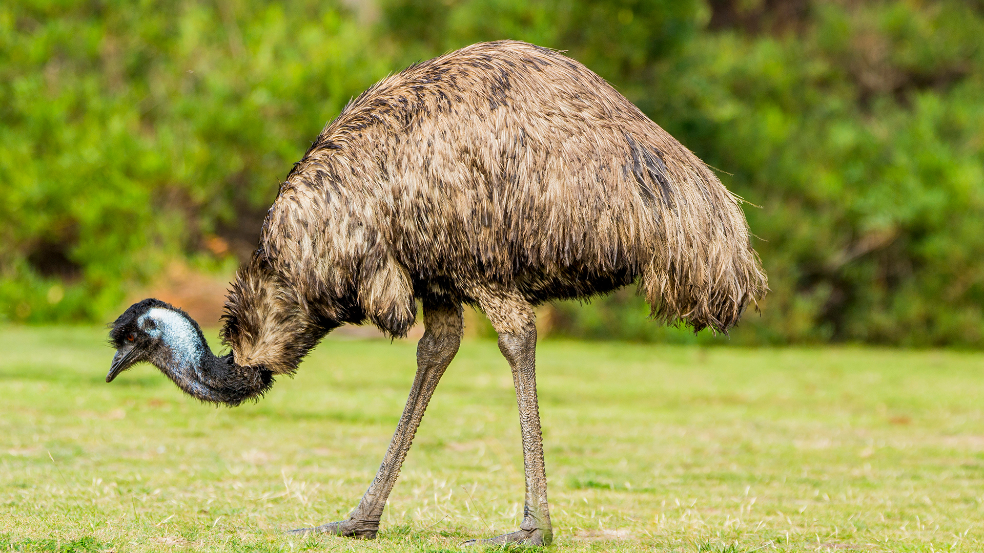 Emu, Australia's national bird, grazing on grass