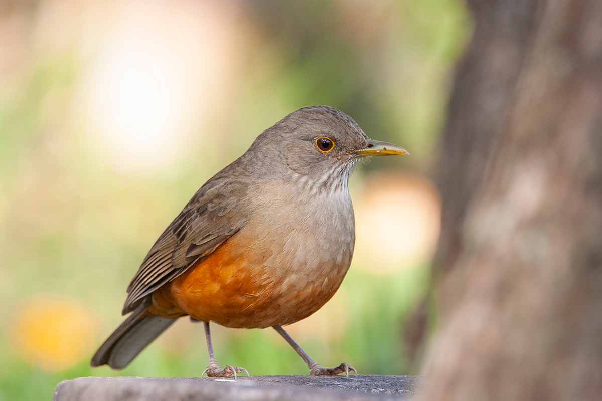 Brazil national bird