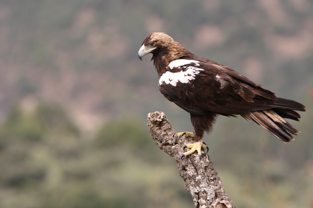 Spanish Imperial Eagle - world wildlife day