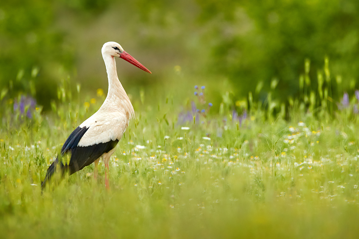 National bird of Germany & Lithuania, White Stork - world wildlife day