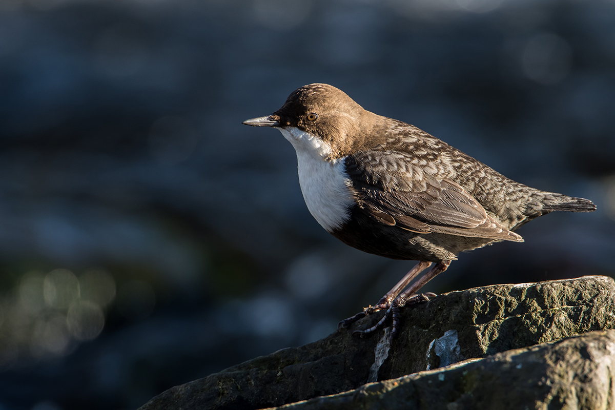Norway National Bird