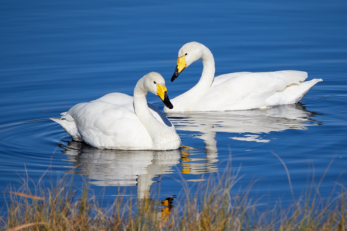 Whooper Swan, Finland national bird - world wildlife day