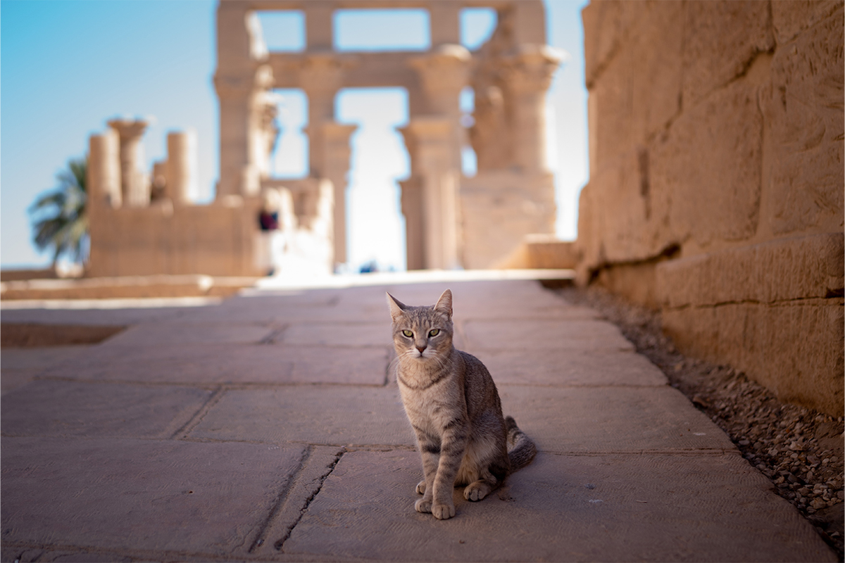 The world’s top destinations for cat lovers