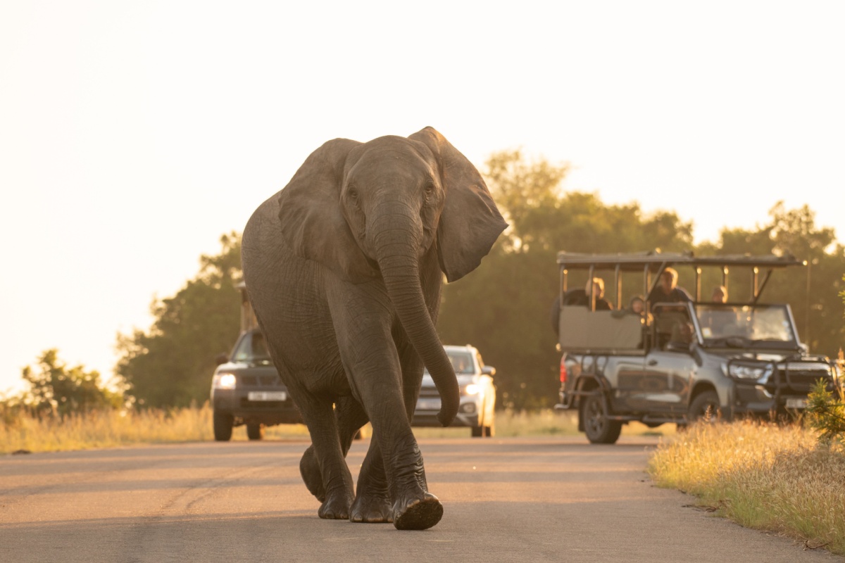 Kruger National Park, South Africa